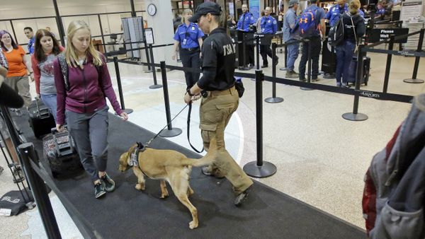 Bruce sniffs passengers while working with JoAnne Vasek, his Transportation Security Administration explosive detection canine handler at the Salt Lake City International Airport's security gate Tuesday, June 13, 2017, in Salt Lake City Bruce sniffs passengers while working with JoAnne Vasek, his Transportation Security Administration explosive detection canine handler at the Salt Lake City International Airport's security gate Tuesday, June 13, 2017, in Salt Lake City - Sputnik International