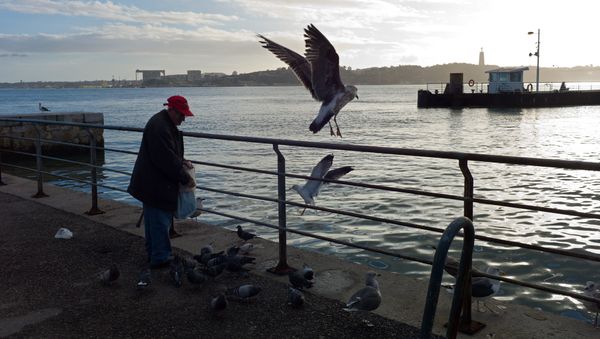An elderly man feeds seagulls and pigeons by the Tagus river at the Cais do Sodre dock in Lisbon Tuesday, Jan. 12 2016 An elderly man feeds seagulls and pigeons by the Tagus river at the Cais do Sodre dock in Lisbon Tuesday, Jan. 12 2016 - Sputnik International