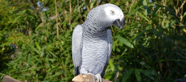 Parrot Parrot - Sputnik International