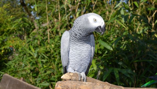 Parrot - Sputnik International