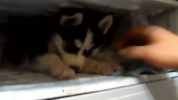 Best Way to Beat Summer Heat, Husky style - Sputnik International