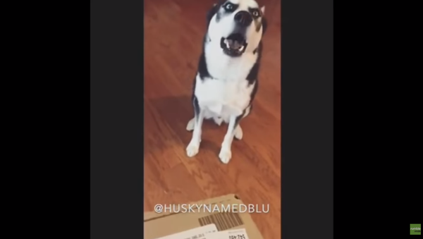 Husky Throws Tantrum, Claims He’s Innocent - Sputnik International