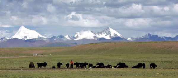 Tibetans graze their yak in the grasslands of the high Tibetan plateau in the county of Naqu, Tibet, China in this Thursday July 6, 2006 photo. - Sputnik International