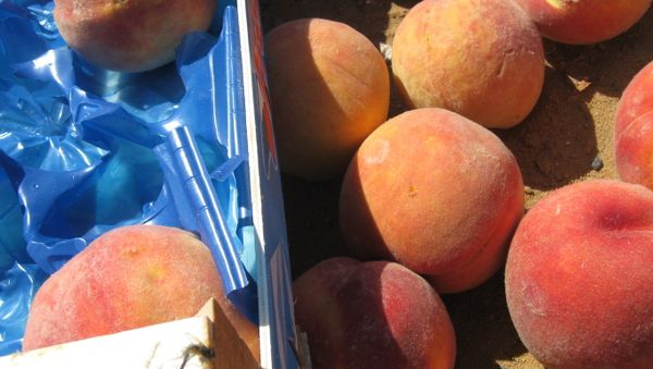A batch of European sanction products (peaches) eliminated as part of the activities of the Federal Service for Veterinary and Phytosanitary Surveillance in the Bryansk Region A batch of European sanction products (peaches) eliminated as part of the activities of the Federal Service for Veterinary and Phytosanitary Surveillance in the Bryansk Region - Sputnik International