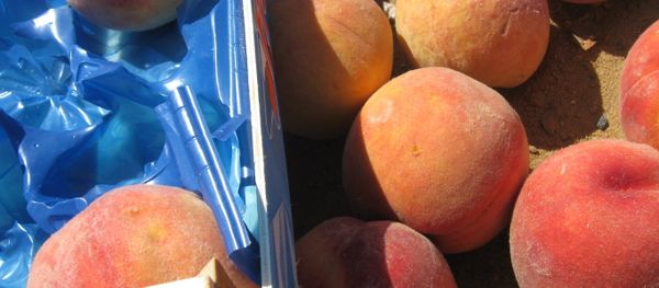 A batch of European sanction products (peaches) eliminated as part of the activities of the Federal Service for Veterinary and Phytosanitary Surveillance in the Bryansk Region - Sputnik International