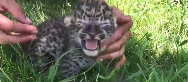 Cute Amur Leopard and Tiger Cubs in Crimean Safari Park - Sputnik International
