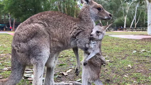 Baby Roo Takes First Steps - Sputnik International
