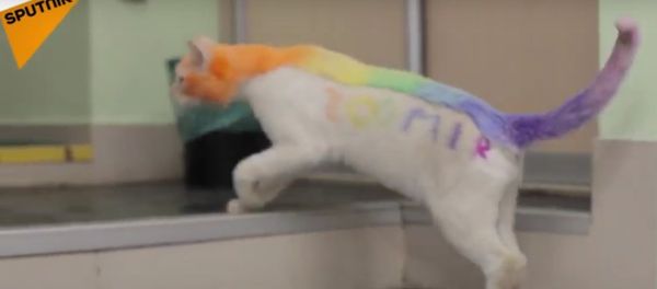 Colored Cat Showed Up In The City Of Tuymen Colored Cat Showed Up In The City Of Tuymen - Sputnik International