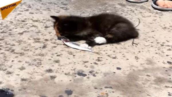 Little Kitten Rescued In Krasnodar Krai - Sputnik International