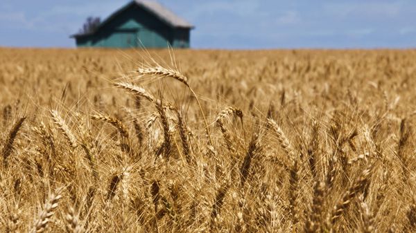 US Wheat - Sputnik International