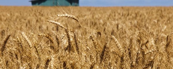 US Wheat US Wheat - Sputnik International