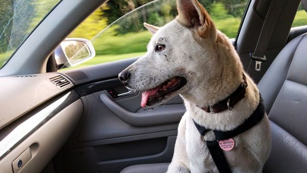 Dog in car Dog in car - Sputnik International