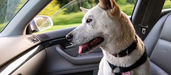 Dog in car - Sputnik International