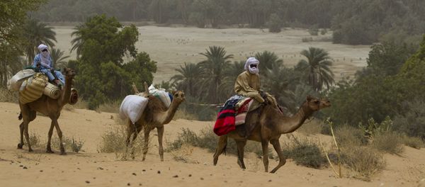 Men on camelback transport goods from a town as they return towards Barrah, a desert village in the Sahel belt of Chad, Friday, April 20, 2012 Men on camelback transport goods from a town as they return towards Barrah, a desert village in the Sahel belt of Chad, Friday, April 20, 2012 - Sputnik International