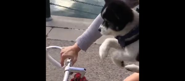 Pupper going for a ride Pupper going for a ride - Sputnik International