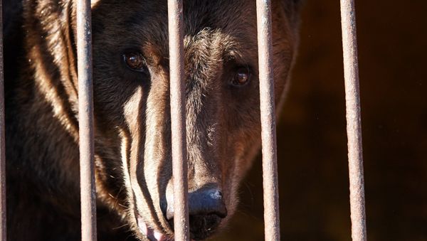 A bear - Sputnik International