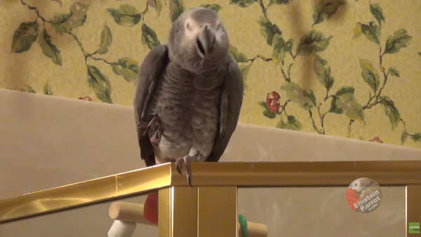 Romantic Parrot Invites Owner to Candlelight Dinner - Sputnik International
