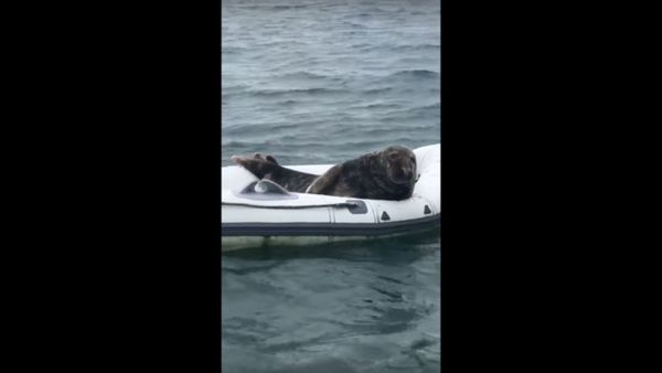 Cheeky Seal Lounges Around Inside Rubber Boat - Sputnik International