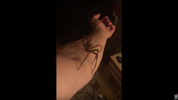 Man Holds World's Most Venomous Spider - Sputnik International