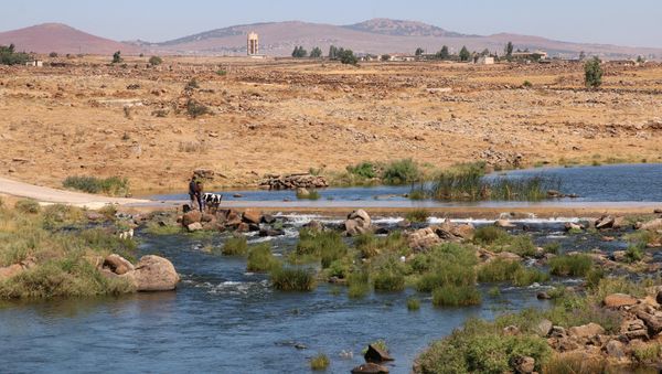 Syrian farmers clean a cow at Raqqad river in Quneitra, Syria July 8,2017 - Sputnik International