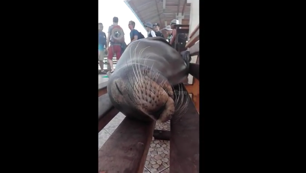 Sea Lion snoring in harbour - Sputnik International