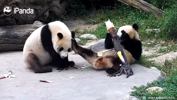 Two pandas, only one bamboo. A fight is around the corner! | iPanda - Sputnik International