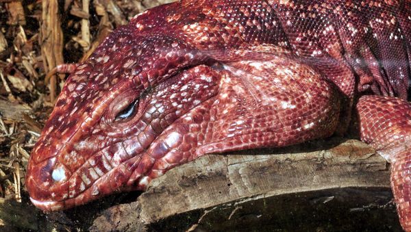 Red Tegu lizard - Sputnik International