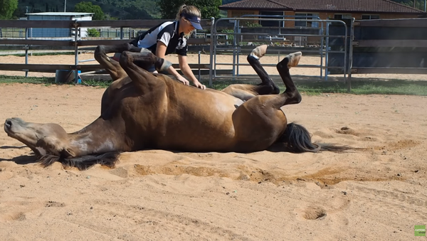 Horse Channels Inner Dog to Get Belly Rubs - Sputnik International