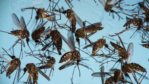 In this Sept. 29, 2016 photo, Aedes aegypti mosquitoes, responsible for transmitting Zika, sit in a petri dish at the Fiocruz Institute in Recife, Brazil.  - Sputnik International