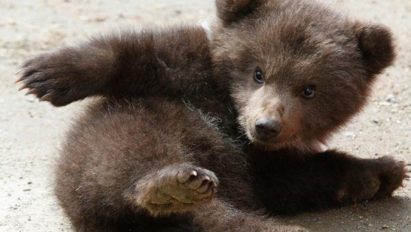 Bear cub at zoological corner of Victory Park - Sputnik International