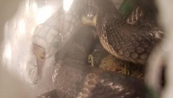 Snakes seized at JFK airport by US Customs and Border Protection. - Sputnik International
