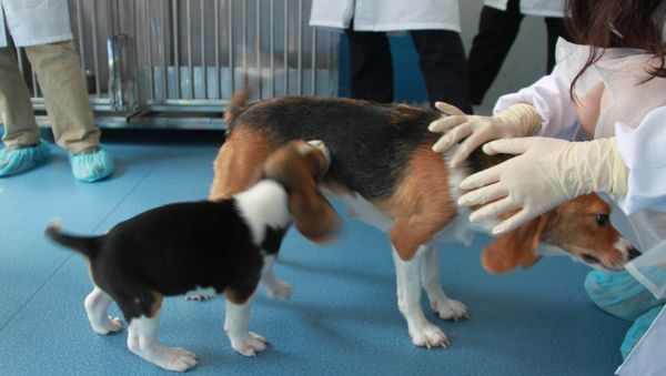 Cloned dogs - Sputnik International