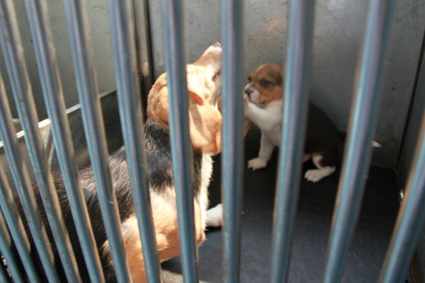 Cloned dogs - Sputnik International