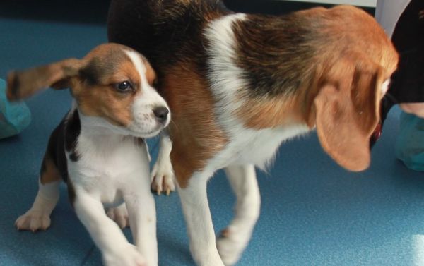 Cloned dogs - Sputnik International