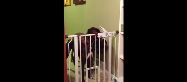 Smart Doggo Opens Baby Gate - Sputnik International