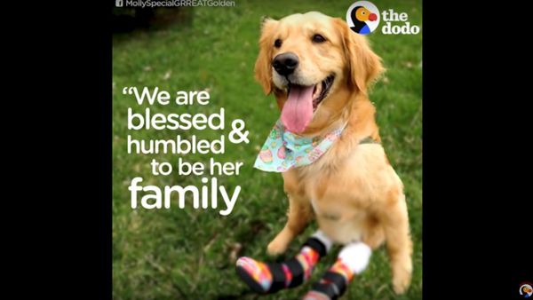 Paralyzed Dog Gets Boots To Help Her Run | Best Animal Videos: The Dodo Daily - Sputnik International