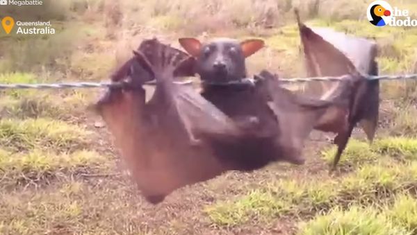 Hundreds Of Bats Caught On Barbed Fences Rescued by AWESOME Lady - Sputnik International