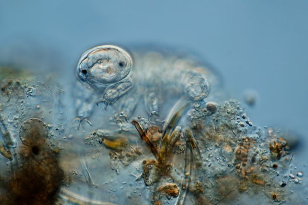 Tardigrades (commonly known as waterbears or moss piglets) - Sputnik International
