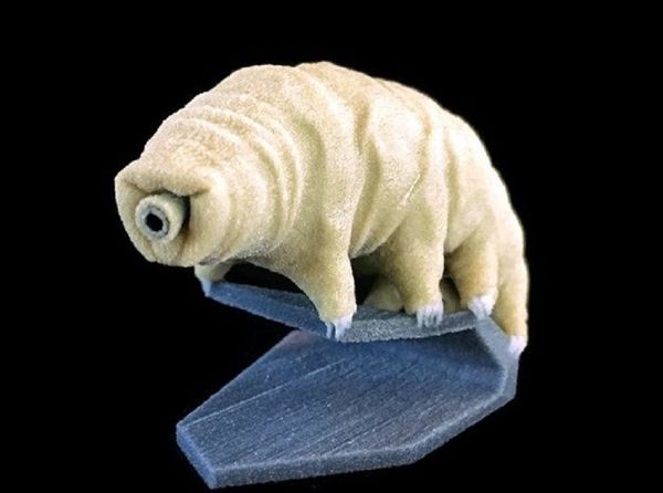 Some bacteria, plants, and small organisms known as tardigrades, pictured above, are believed capable of surviving for long periods of time in open space. - Sputnik International