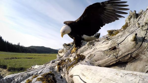 GoPro Awards: Eagle Steals GoPro - Sputnik International
