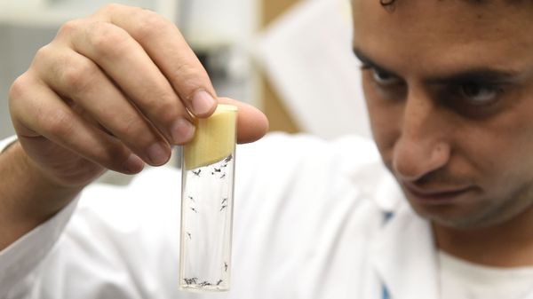A lab worker holds a vial containing mosqitos of the kind Aedes aegypti, that can carry Zika virus. - Sputnik International