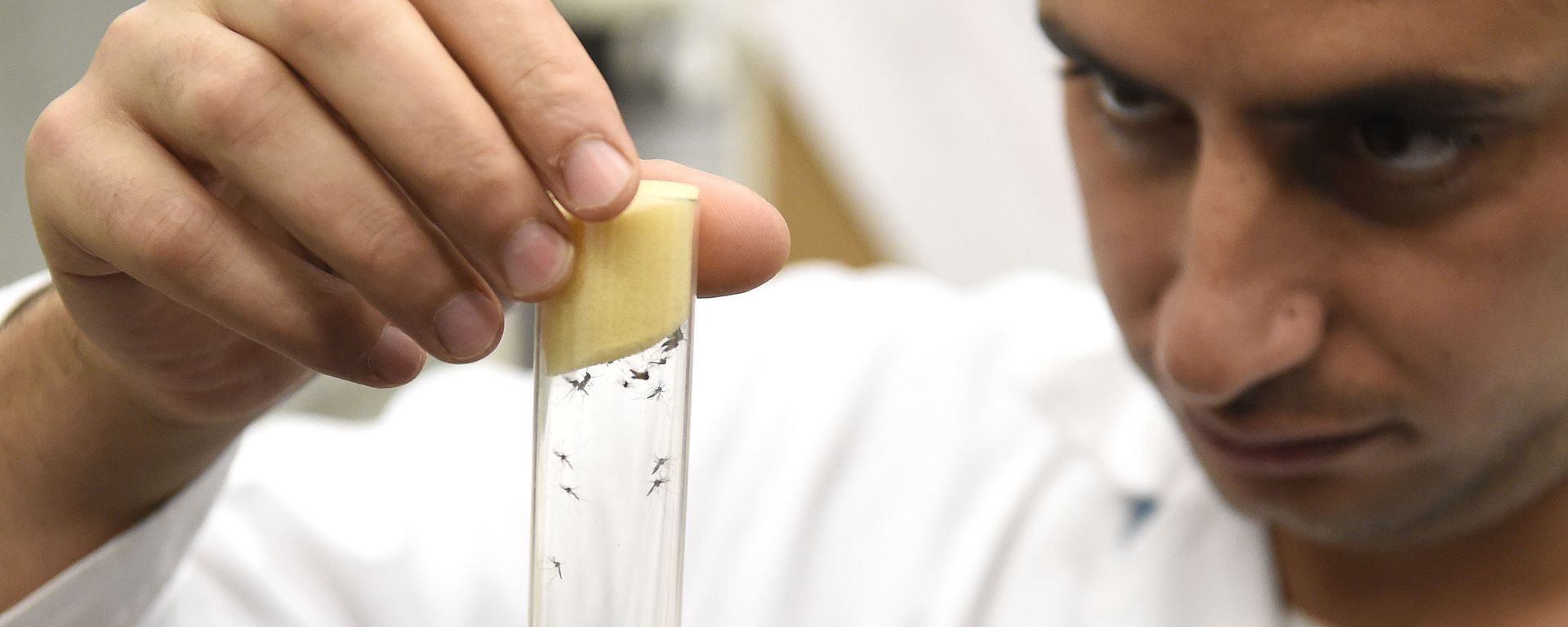 A lab worker holds a vial containing mosqitos of the kind Aedes aegypti, that can carry Zika virus. A lab worker holds a vial containing mosqitos of the kind Aedes aegypti, that can carry Zika virus. - Sputnik International, 1920, 02.11.2023