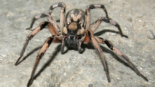 Lycosa aragogi - Sputnik International