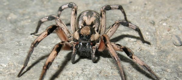 Lycosa aragogi Lycosa aragogi - Sputnik International