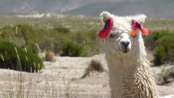 Lama - Sputnik International