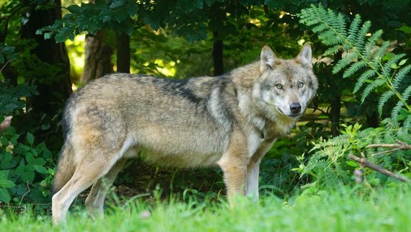 Wolf Wolf - Sputnik International