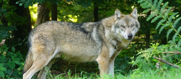 Wolf Wolf - Sputnik International