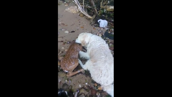 Storm, the English golden retriever who saved a drowning deer - Sputnik International
