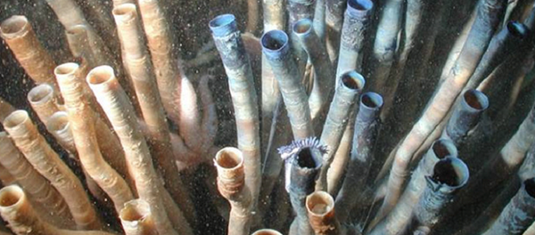 Escarpia laminata Escarpia laminata - Sputnik International