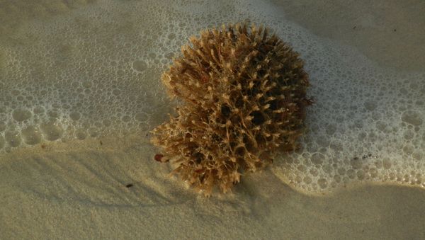 Sponge - Sputnik International